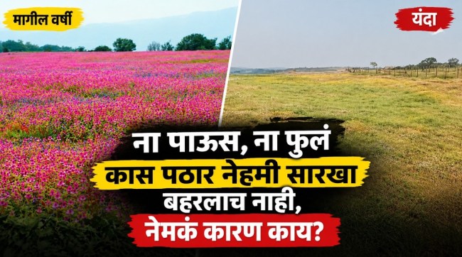 kas-plateau-satara-october-visit-flower-bloom-status-travel-guide