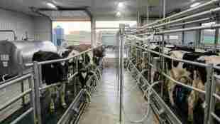Maharashtra milk collection September update | Dairy farming drought impact West Maharashtra | Fodder and water scarcity dairy industry | Cow buffalo milk procurement stats