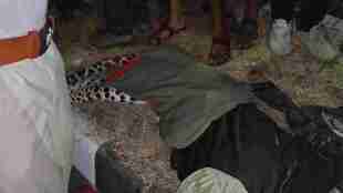 mumbai agra highway dhule leopard accident death | dhule nagao leopard news | dhule forest department leopard accident | maharashtra wildlife conflict news dhule
