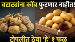 बटाटे लवकर सडतात-हिरवे कोंब फुटतात? टोपलीत ठेवा ‘हे’ १ लालचुटूक फळ; महिनाभर बटाट्यांना फुटणार नाही एकही कोंब, राहतील ताजे!