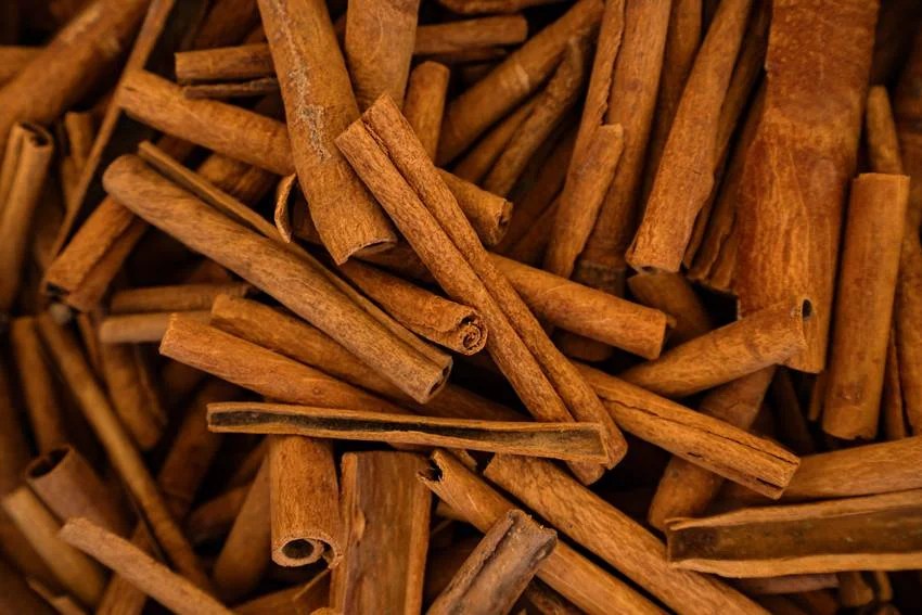 sandalwood city of india