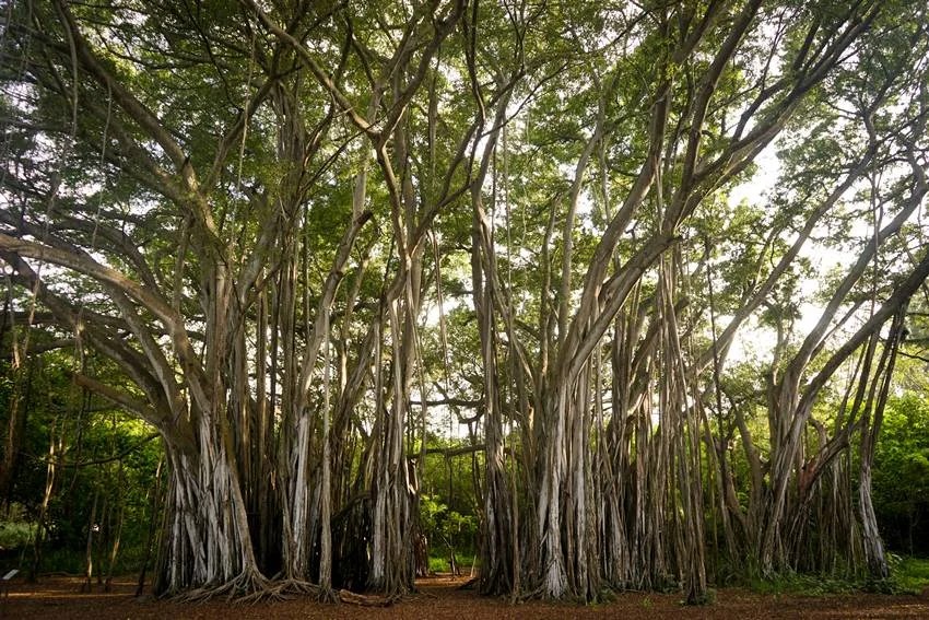 sandalwood city of india
