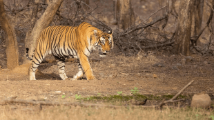 Chandrapur Tiger Attack | Sindewahi Palasgav Tiger Attack | Maharashtra Tiger Attack News | Chandrapur Forest Department News