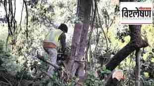 Madhya Pradesh Dindori Sal tree felling | Sal borer pest attack forest damage | MP forest department tree cutting news | Sal forest ecosystem degradation India