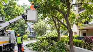 mumbai bmc tree trimming policy | bmc private society tree pruning | ganesh khankar tree authority bmc | mumbai housing society tree care news