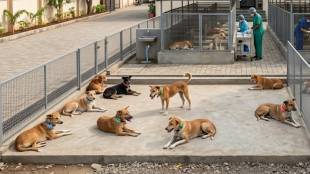 Vasai Virar Municipal Corporation | stray dog sterilization center Vasai Virar | VVMC dog bite news | Palghar district civic news